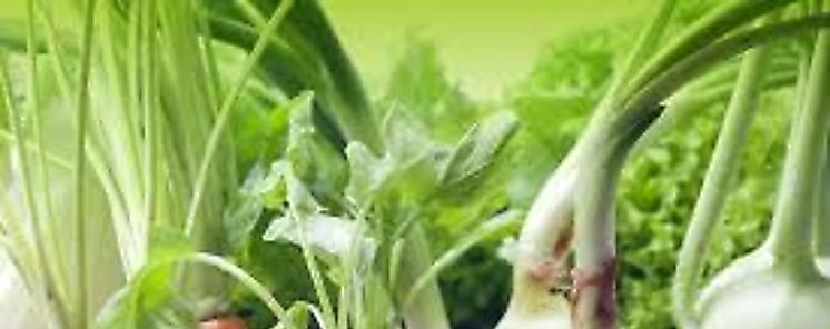 Revolucin agrcola para erradicar el hambre pide la FAO