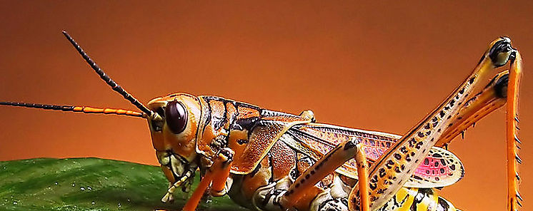 Ingesta de chapulín una alternativa para combatir desnutrición y obesidad en México investigador Ingesta de chapulín una alternativa para combatir desnutrición y obesidad en México investigador