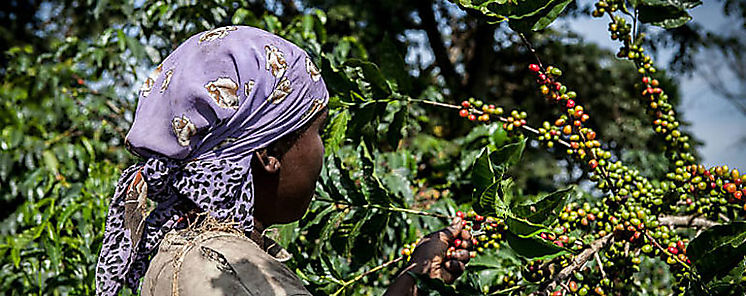 Aplicarn estrictas medidas de bioseguridad en fincas de caf