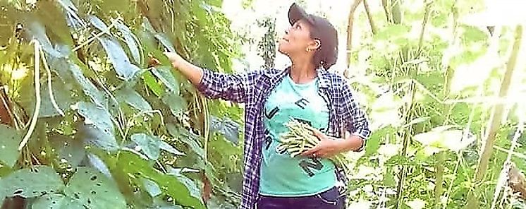Beneficiarios de SENAPAN cosechan hortalizas y granos en Potrero de Caa