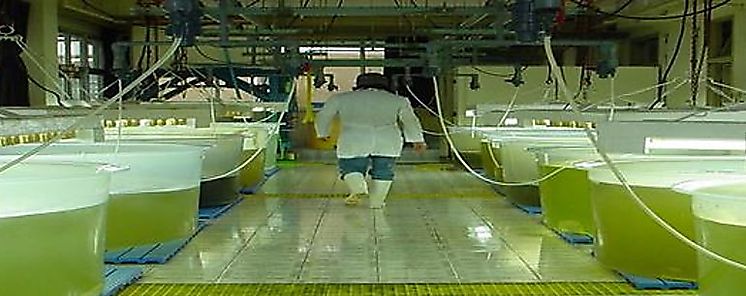 Las microalgas son una fuente de Omega 3 afirma Euronews