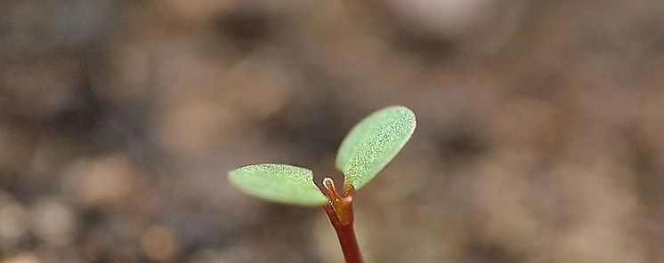 BIOBAL una enciclopedia virtual al servicio de la biodiversidad