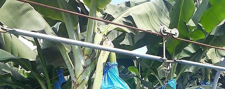 Exportan 3 mil cajas de banano de Bar a California