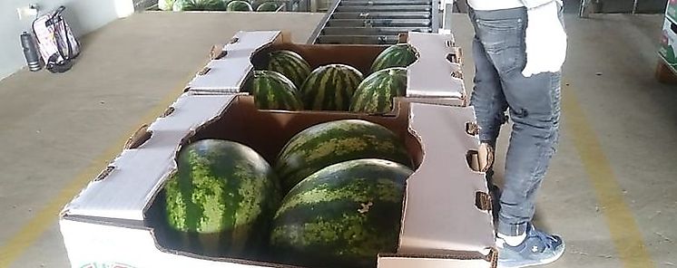 Agrotropical Sostenible SA enva a Holanda sandias