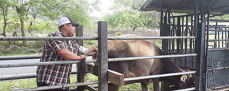 Curso de Inseminacin Artificial en Ganado Bovino