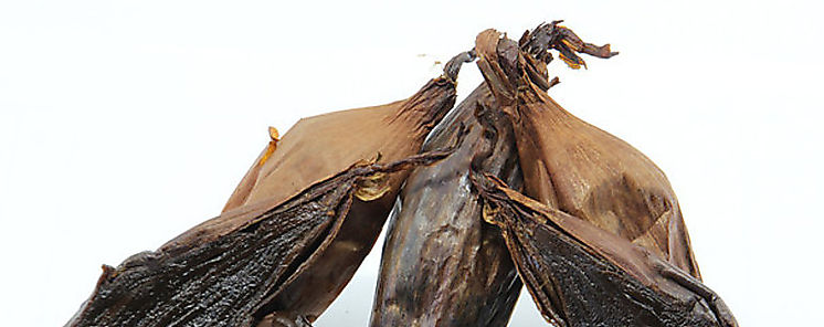Confirman el valor nutricional de la cebolla negra