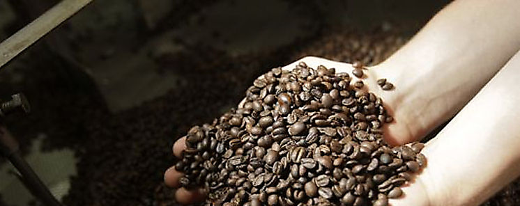 Investigadores buscan desarrollar cafeto cuyos granos no contengan cafena