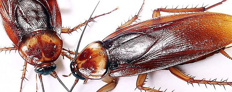 Cucarachas estériles para acabar con las plagas