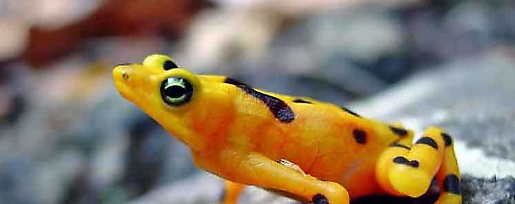 Los microbios podran detener la epidemia que est matando a las ranas