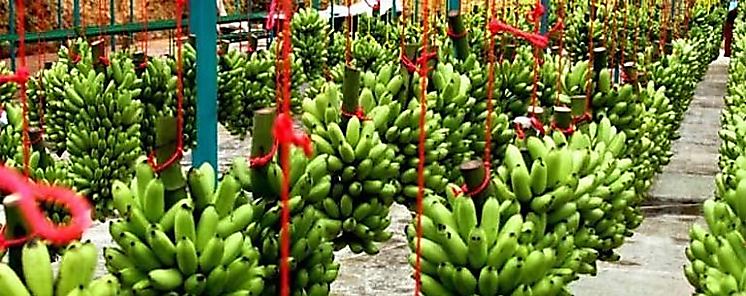 Instalan Comisin Tcnica de Apoyo para prevenir entrada del Hongo que afecta plantaciones de Pltano y Banano