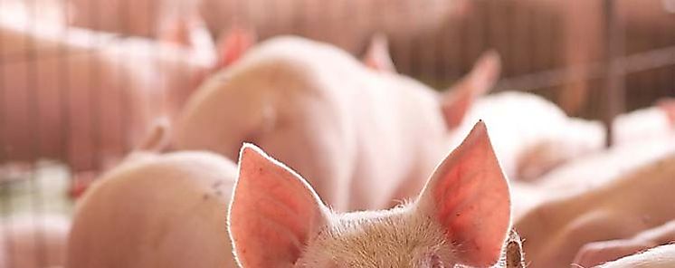 Porcinocultores se reuniern con el IMA y el MIDA para la venta de cerdos