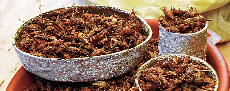 Los insectos la comida que resolver el problema del dficit de alimentos