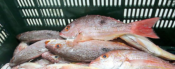 Los pescadores artesanales utilizan mtodos antiguos para la preservacin de peces