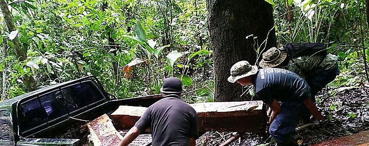 Ministerio de Ambiente relanza Sistema de Trazabilidad y Control Forestal