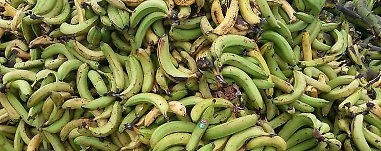 Investigarán contrabando de plátano en Bocas del Toro Investigarán contrabando de plátano en Bocas del Toro