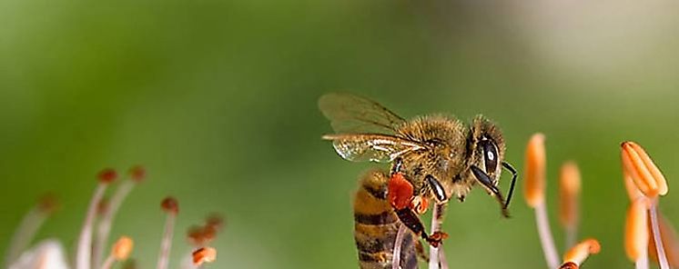 Urgen reducir uso de pesticidas para proteger abejas en Europa