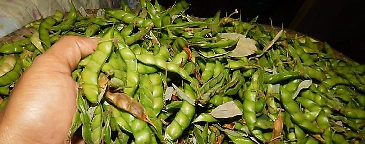 Produccin de guand registra leve crecimiento en relacin al ao pasado