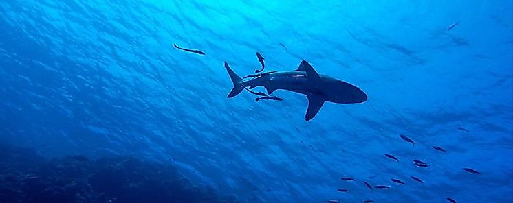 Panam propondr proteccin de tiburones en Conferencia Mundial