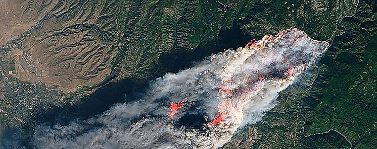 Los animales lo grandes afectados por incendios