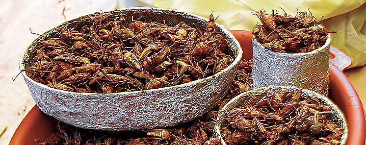 Estudiantes en Mxico elaboran una carne basada en la protena vegetal y chapulines