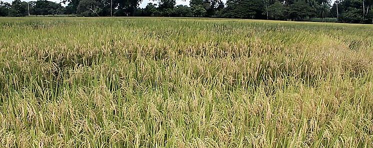Anuncian apoyo a Amrica Latina para asegurar sistemas alimentarios
