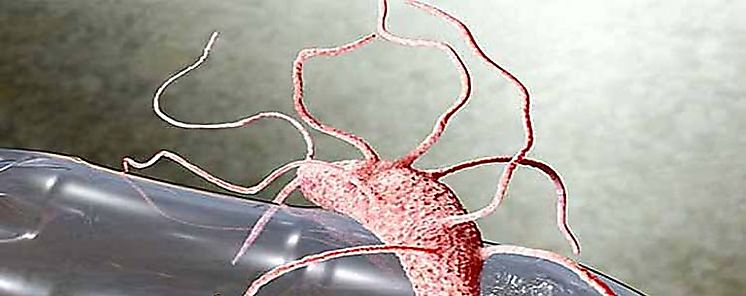 Crean una enzima bacteriana que devora el plstico en horas