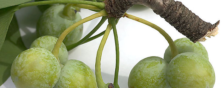Equipo investigador de Gorgas realiza avance en uso de cido ginkglico