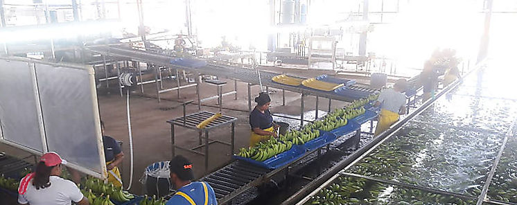 Pandemia no afecta industria bananera Pandemia no afecta industria bananera
