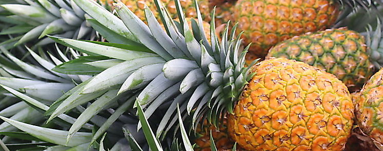 Alto consumo de frutas frescas beneficia exportaciones panameñas Alto consumo de frutas frescas beneficia exportaciones panameñas
