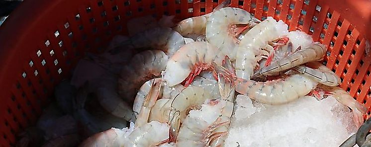 Panam se juega la exportacin de mariscos a Europa