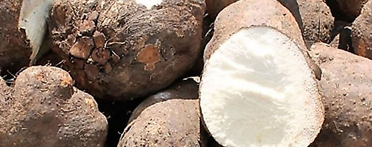 Incorporan races tubrculos y cultivos frutales en catlogo de productos del IMA