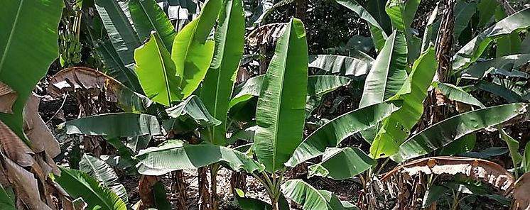 Productores de pltano de Bar sern apoyados por el MIDA