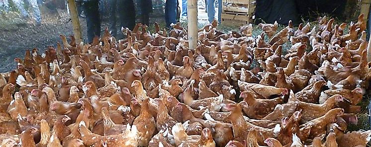 En el 2020 en Panam se redujo la produccin de aves