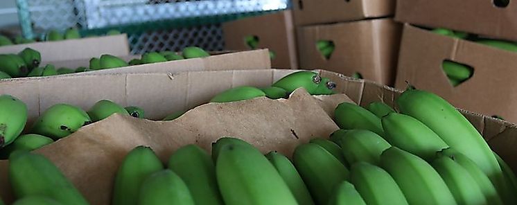 Banano y cobre lideran las exportaciones