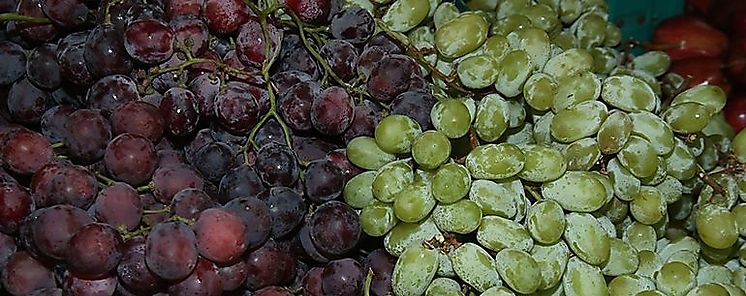 Chile crea variedades de frutas que soportan vastos viajes y mantienen su calidad