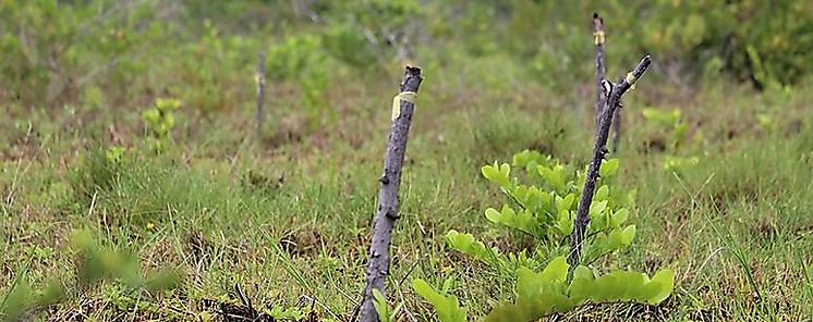 Panam ratifica compromiso con la reforestacin y restauracin forestal ante ministros de Ambiente de Centroamrica