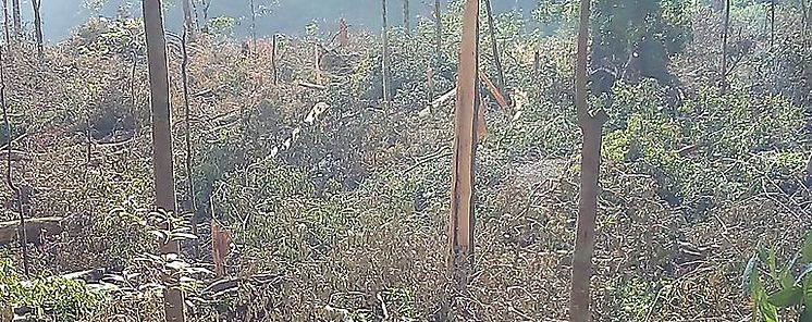 Denuncia de tala ilegal en Cerro Hoya
