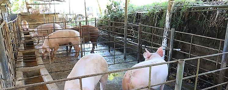 Gobierno Nacional anuncia compra de 5 mil cerdos para Programa Panamá Solidario