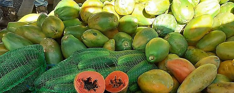 Repuntan las exportaciones de papaya panamea a EEUU en el 2021
