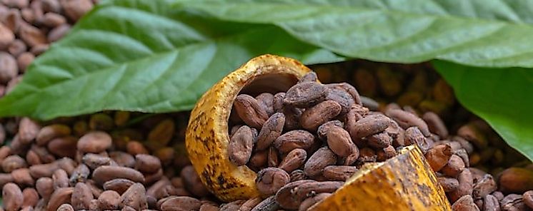 Cacao panameño gana el bronce en el Cocoa of Excellence Awards 2021 en Italia