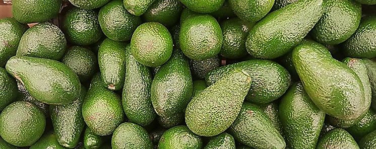 Impulsan exportacin de aguacates en Tierras Altas