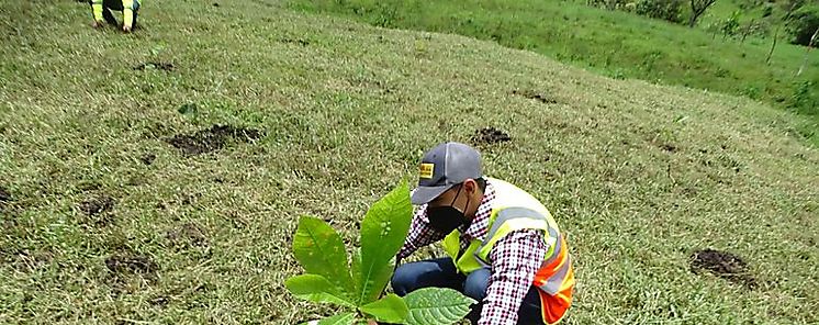 Inicia siembra de árboles como parte del Plan de Mitigación Ambiental de proyecto vial en Chiriquí