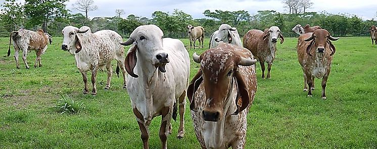 Ante casos de rabia bovina MIDA recomienda a los productores mantener sus hatos vacunados