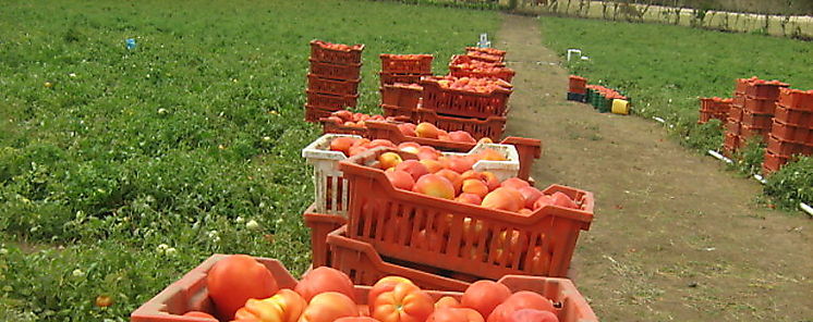 Aprueban 1200 toneladas de pasta cruda o pulpa de tomate