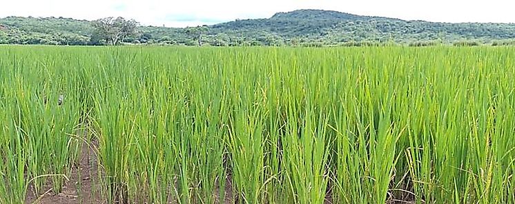 Productores de arroz y Gobierno Nacional buscan alternativas que garanticen la producción en el país