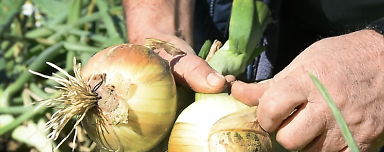 Productores piden hacer cumplir leyes si ocurre el desabastecimiento de cebolla