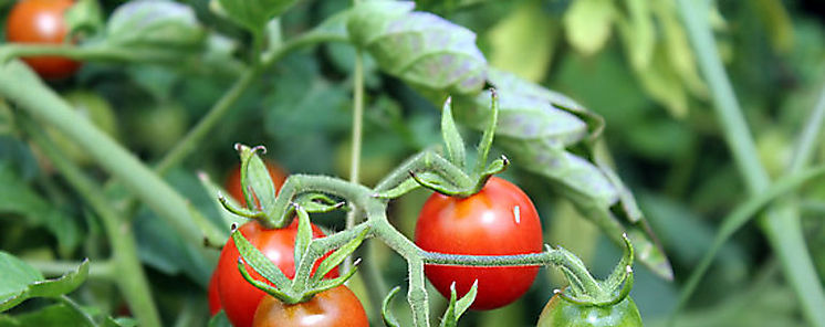 Un beneficio poco conocido de los tomates para la sangre