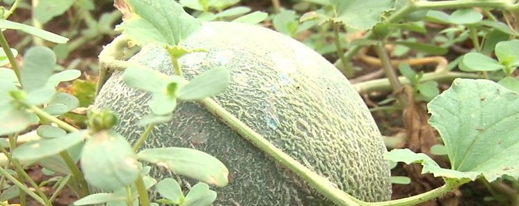 Agroexportaciones de melón zapallo y sandía crecerán en 52 para la temporada 20212022