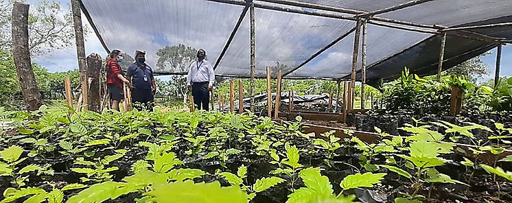 Panam pone en marcha vivero con capacidad de producir un milln de especies nativas