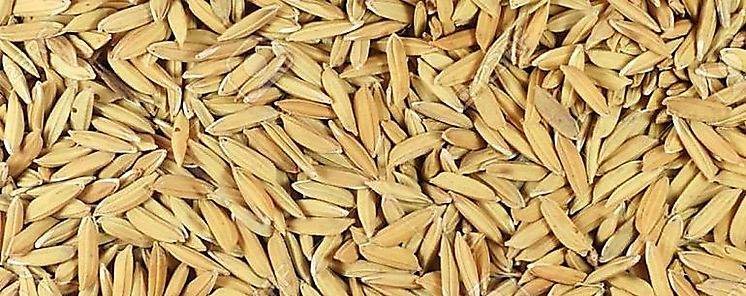 Gobierno garantiza 150 millones para producción de arroz para vigencia presupuestaria 2023